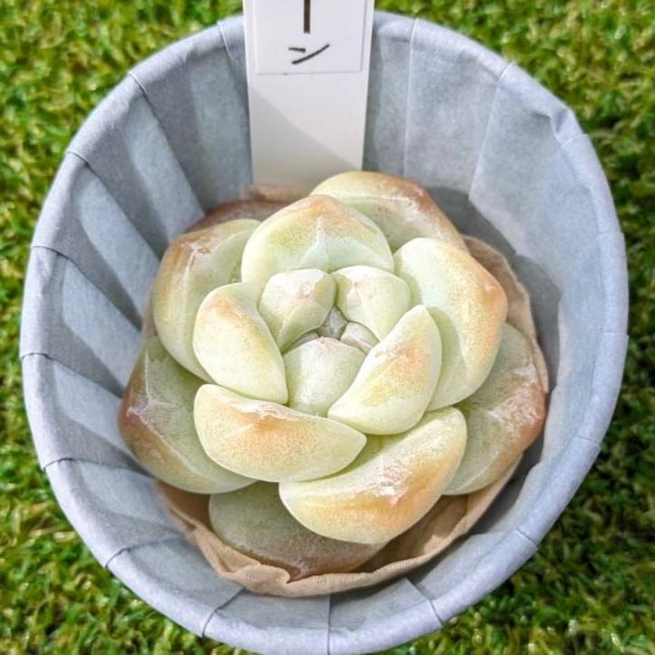 多肉植物 Echeveria IceGreen エケベリア アイスグリーン 韓国苗 