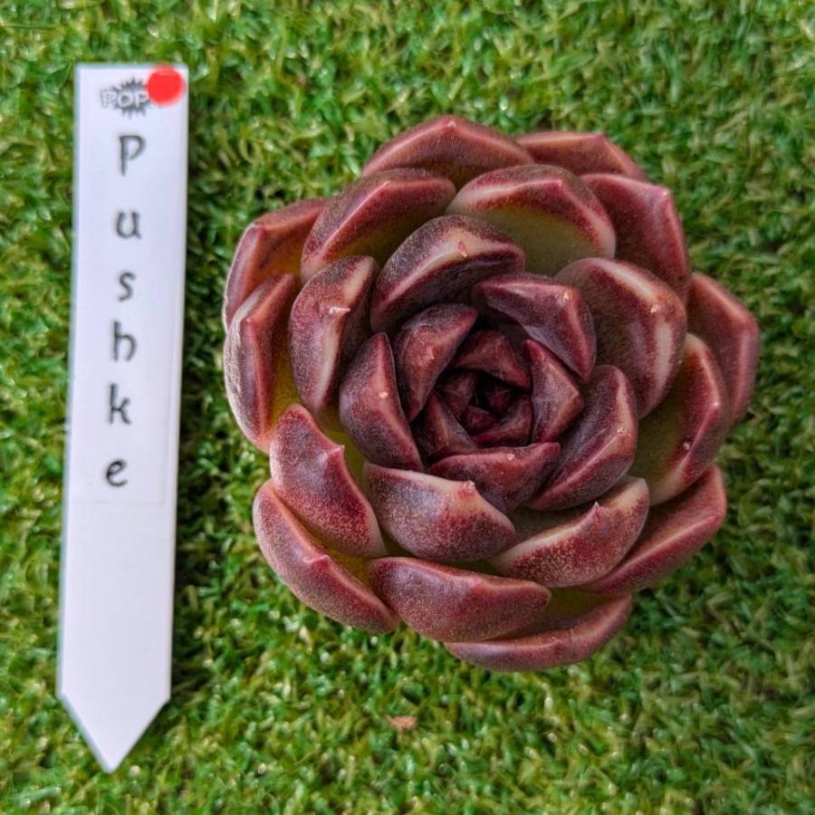 多肉植物 Echeveria Pushke エケベリア プシュケ 韓国苗 POPPIN
