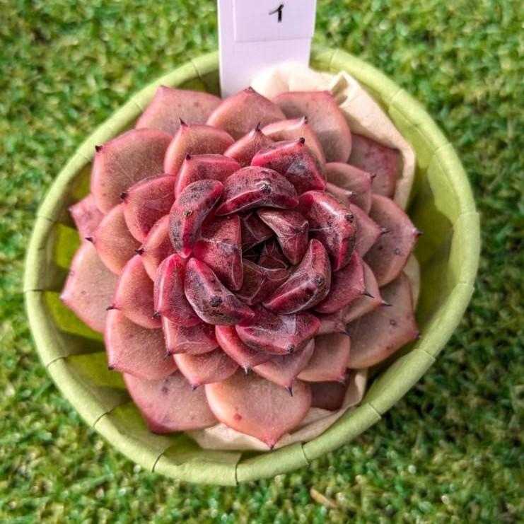 多肉植物  ❤️エボニー ジゼル ❤️吉赛尔❤️ 1大頭12cm!拔き苗！ 新入荷 ジュエル・ジェニー×48株 M257 抜き苗 多肉植物 詰め合わせ