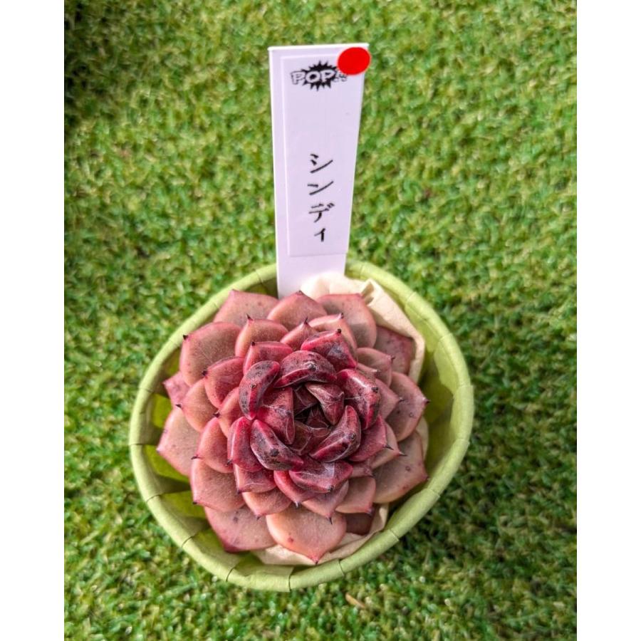 多肉植物 Echeveria Cindy エケベリア シンディ 韓国苗 POPPIN
