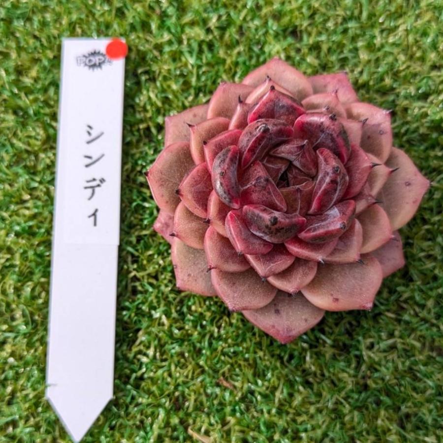 多肉植物 Echeveria Cindy エケベリア シンディ 韓国苗 POPPIN