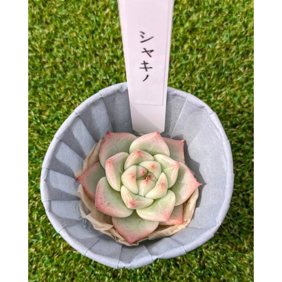 も*)様 J0125　タロックニシキ　54鉢　多肉　エケベリア　韓国苗　詰め合わ 多肉植物 Echeveria Shakino エケベリア シャキノ 韓国苗 POPPIN