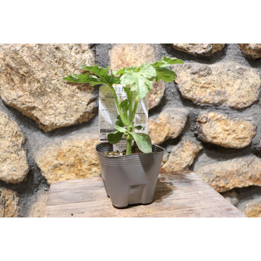 サントリー スイカ苗 中玉 しまこだま 接木苗 3.5号ポット苗 スイカ