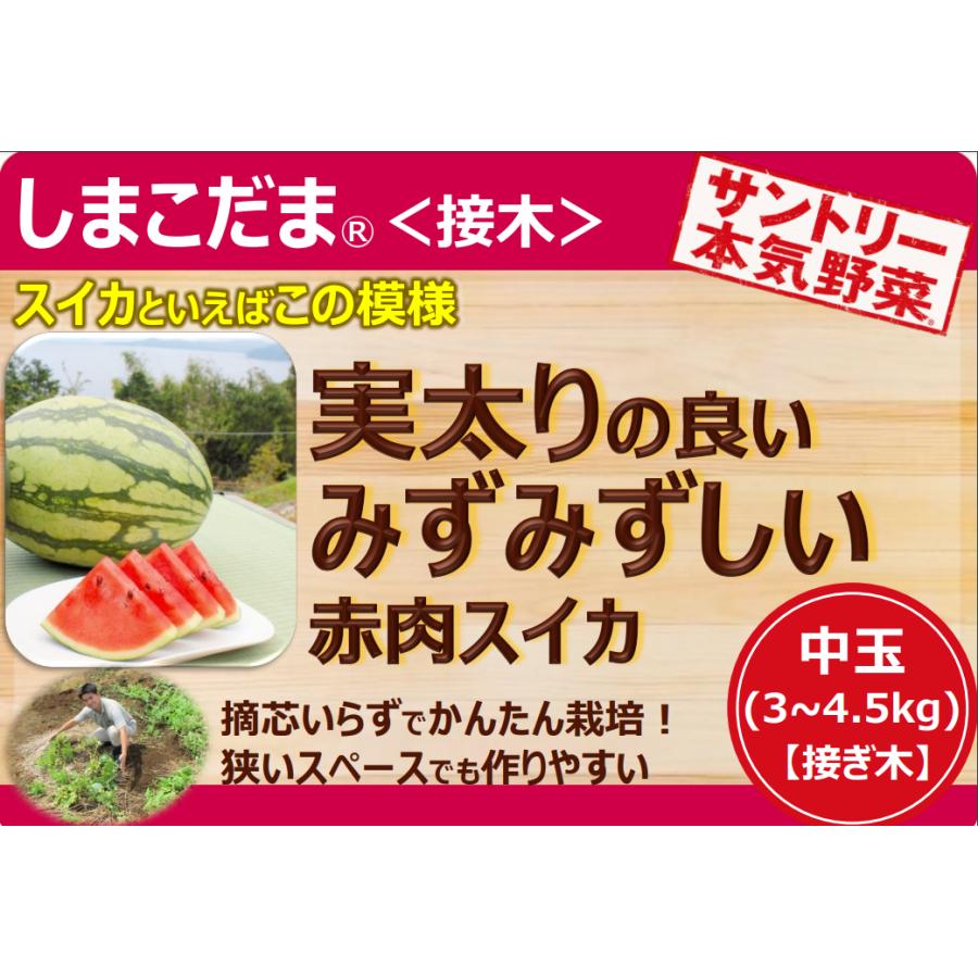サントリー スイカ苗 中玉 しまこだま 接木苗 3.5号ポット苗 スイカ