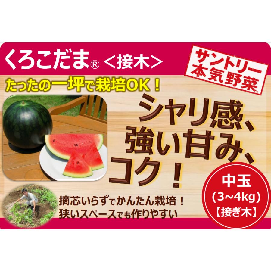 サントリー スイカ苗 中玉 くろこだま 接木苗 3.5号ポット苗 サントリー スイカ苗 中玉 くろこだま 接木苗 3.5号ポット苗