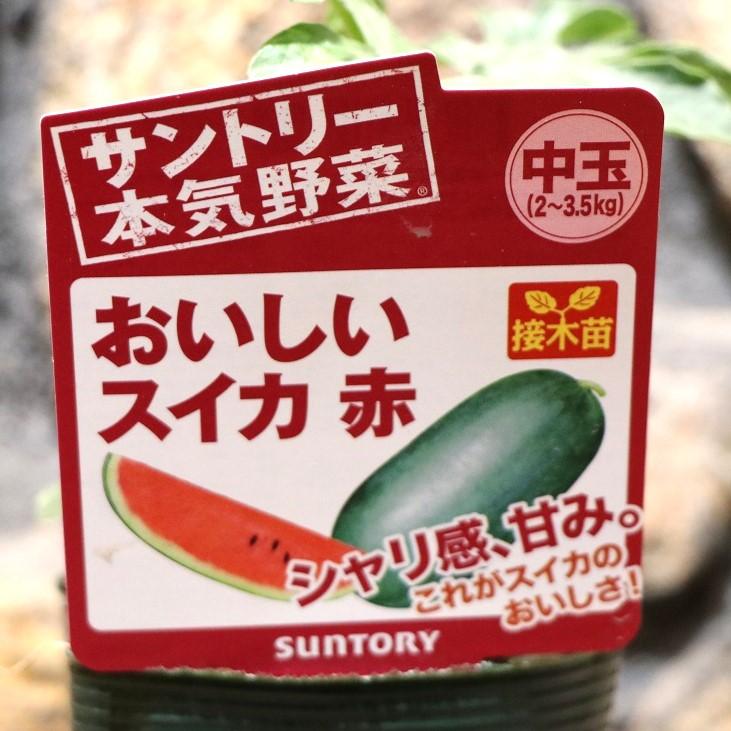 サントリー スイカ苗 中玉 おいしいスイカ 赤 接木苗 3.5号ポット苗