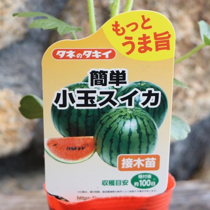 タキイ スイカ苗 小玉 もっとうま旨 簡単小玉スイカ 接木苗 3号ポット