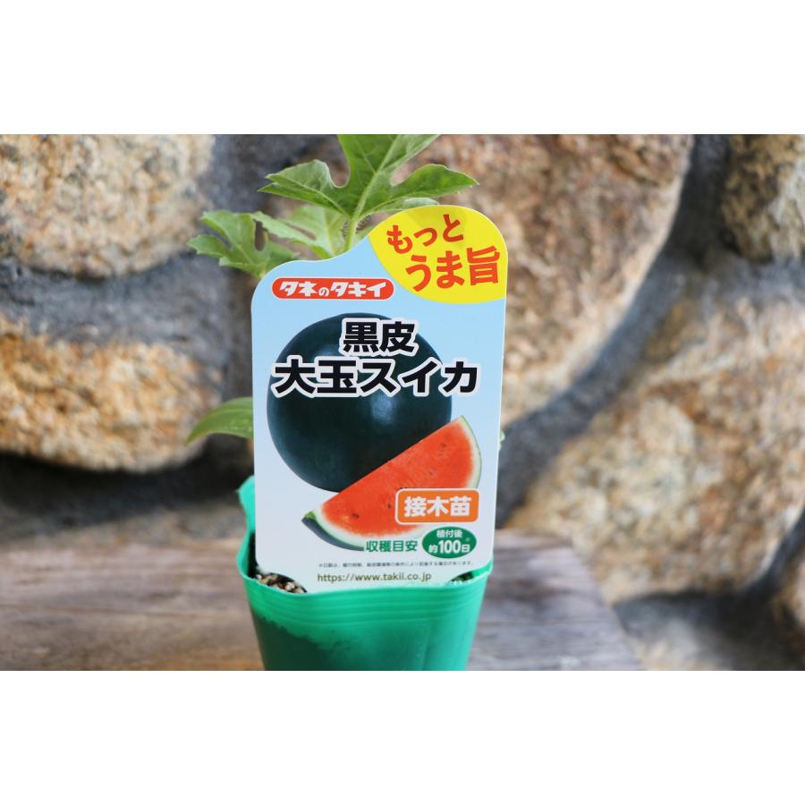 タキイ スイカ苗 大玉 もっとうま旨 黒皮大玉スイカ 接木苗 3号ポット