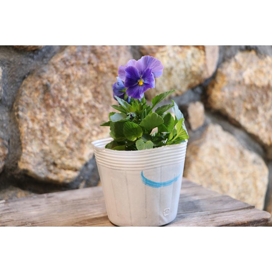 KA18♥フェデネージュ♥花苗ポットごと♥ブルー系パンジービオラ