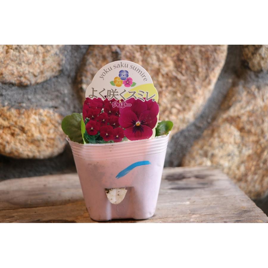 よく咲くスミレ チェリー 3.5号ポット苗 パンジー ビオラ サカタのタネ