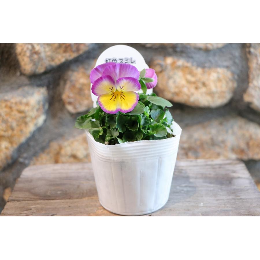虹色スミレ ラブリームーン 3.5号ポット苗 パンジー ビオラ サカタの