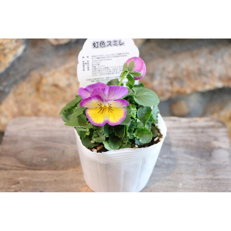 虹色スミレ ラブリームーン 3.5号ポット苗 パンジー ビオラ サカタの