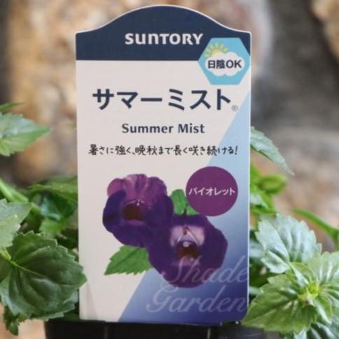 サントリー サマーミスト バイオレット 3号ポット苗 トレニア 寄せ植え