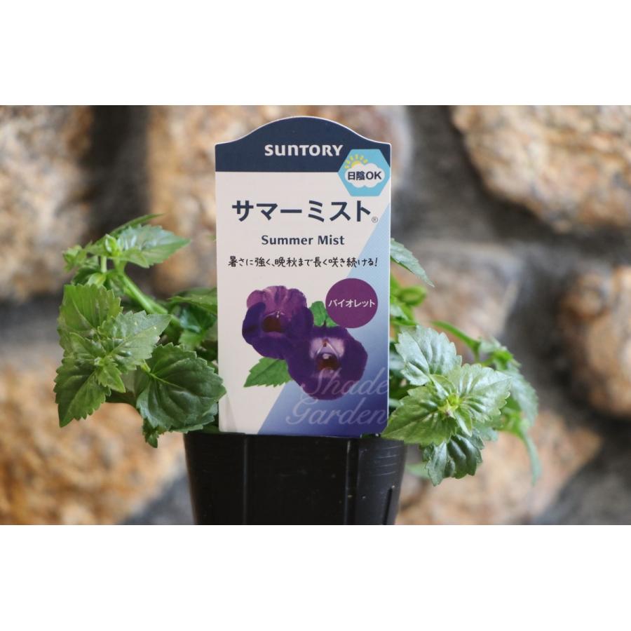 サントリー サマーミスト バイオレット 3号ポット苗 トレニア 寄せ植え