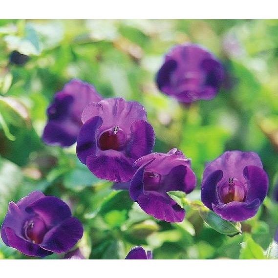 サントリー サマーミスト バイオレット 3号ポット苗 トレニア 寄せ植え