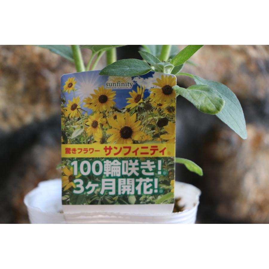 ヒマワリ サンフィニティ 3.5号ポット苗 寄せ植え 花壇 : グリーン