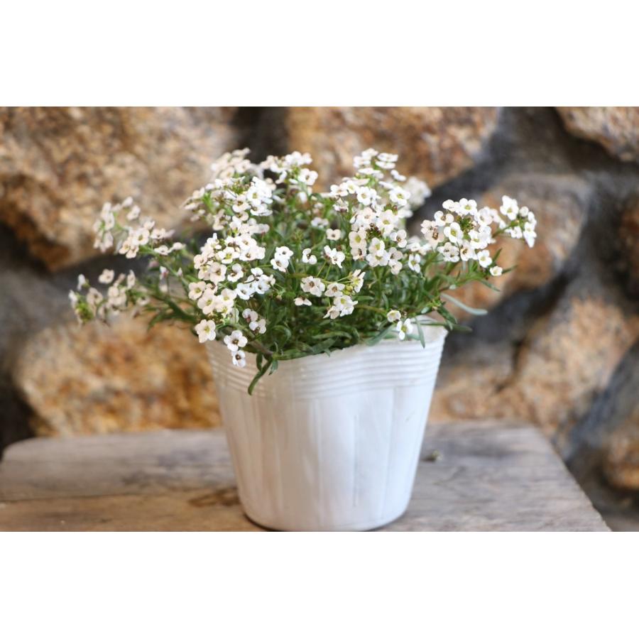 スーパーアリッサム　 スノープリンセス　苗　ヒロリン様用 PW公式オンラインストア / スーパーアリッサム スノープリンセス