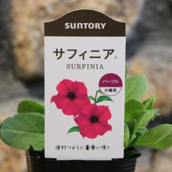 サントリー サフィニア パープル 3号ポット苗 ペチュニア 寄せ植え 花壇 Surfinia1 グリーンプラザ山長 通販 Yahoo ショッピング