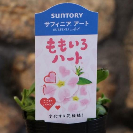サントリー サフィニアアート ももいろハート 3号ポット苗