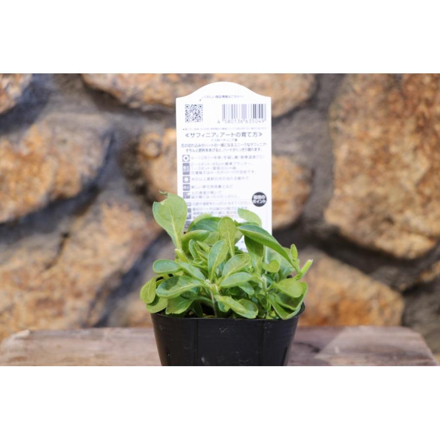 サントリー サフィニアアート ももいろハート 3号ポット苗 ペチュニア