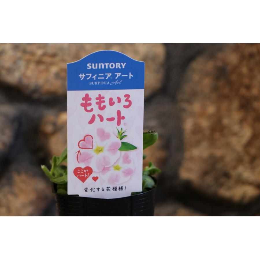 サントリー サフィニアアート ももいろハート 3号ポット苗