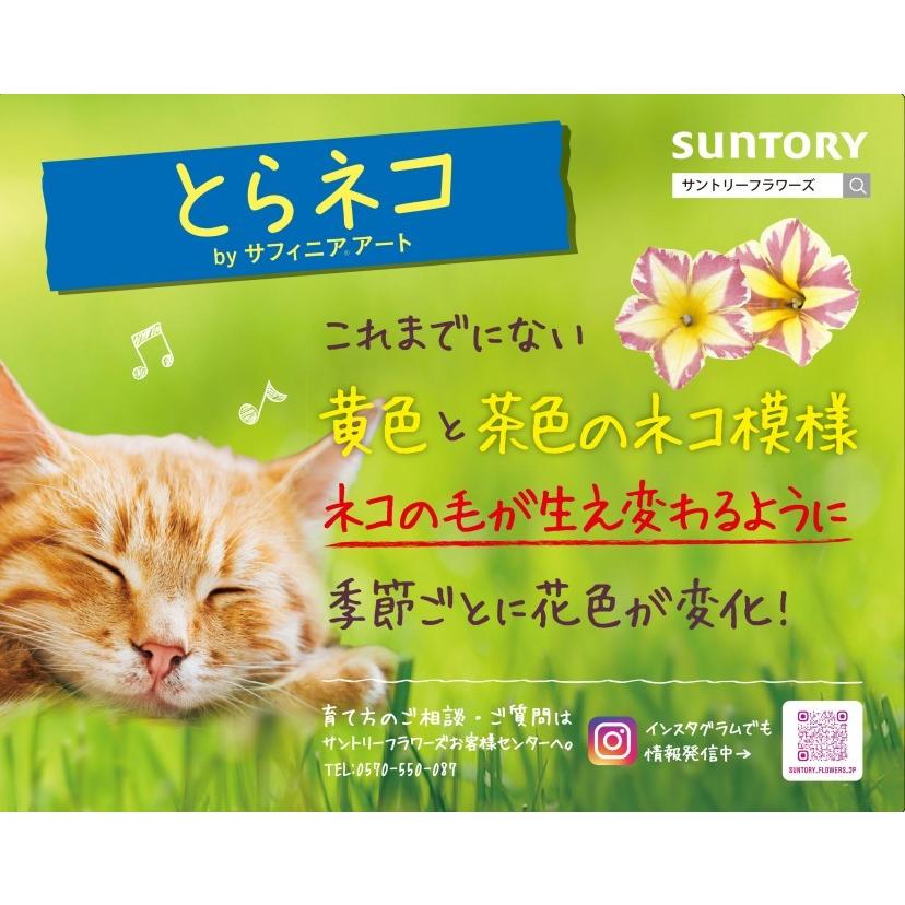 再入荷はありません サフィニアトラねこ　✨(ΦωΦ)✨ サントリー サフィニアアート とらネコ 3号ポット苗 ペチュニア 寄せ