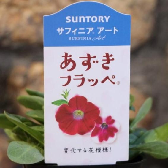 油絵　専用品　ペチュニアが咲く寄せ植え 油絵 専用品 ペチュニアが咲く寄せ植え 美術品・アンティーク