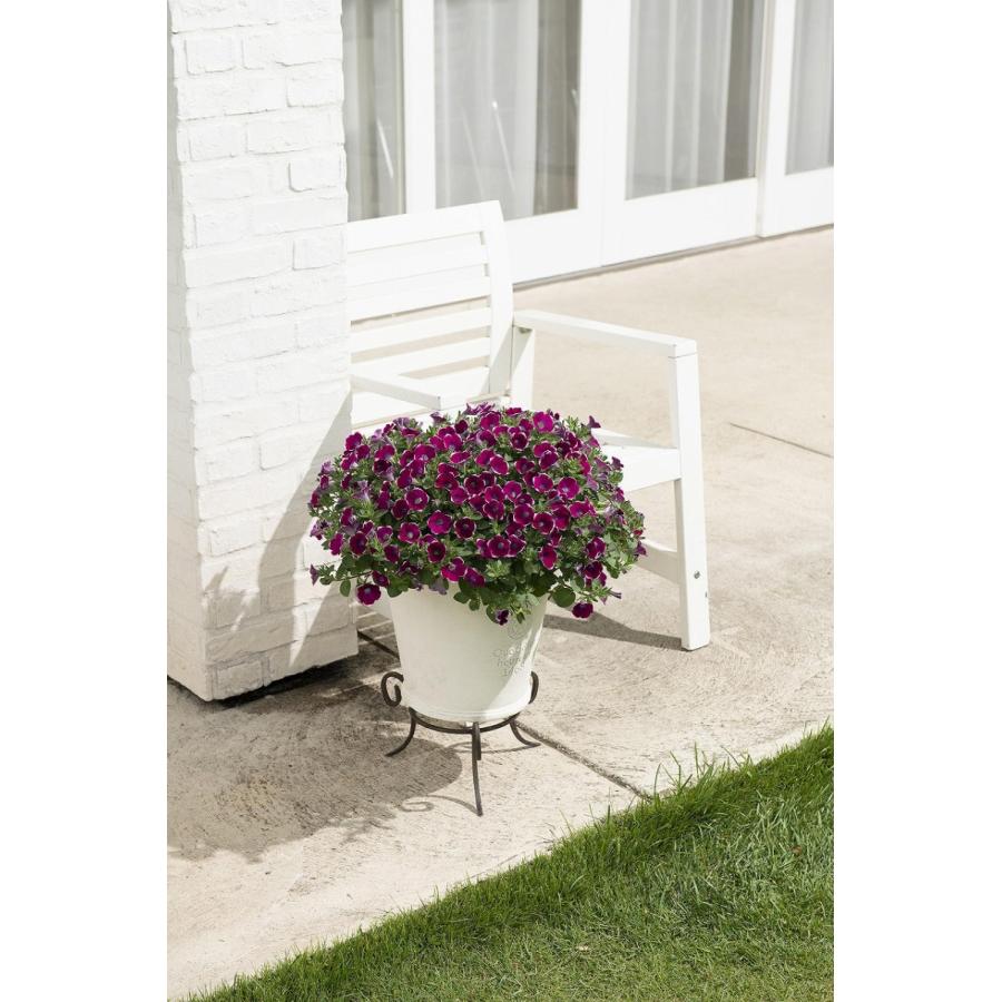 油絵　専用品　ペチュニアが咲く寄せ植え 油絵 専用品 ペチュニアが咲く寄せ植え 美術品・アンティーク