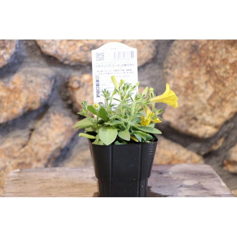 サントリー サフィニアブーケ ゴールド 3号ポット苗 ペチュニア 寄せ植え 花壇 Surfinia17 グリーンプラザ山長ヤフーショッピング店 通販 Yahoo ショッピング