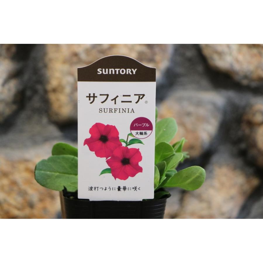 サントリー サフィニア パープル 3号ポット苗 ペチュニア 寄せ植え