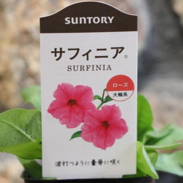 サントリー サフィニア ローズ 3号ポット苗 ペチュニア 寄せ植え 花壇 Surfinia4 グリーンプラザ山長 通販 Yahoo ショッピング