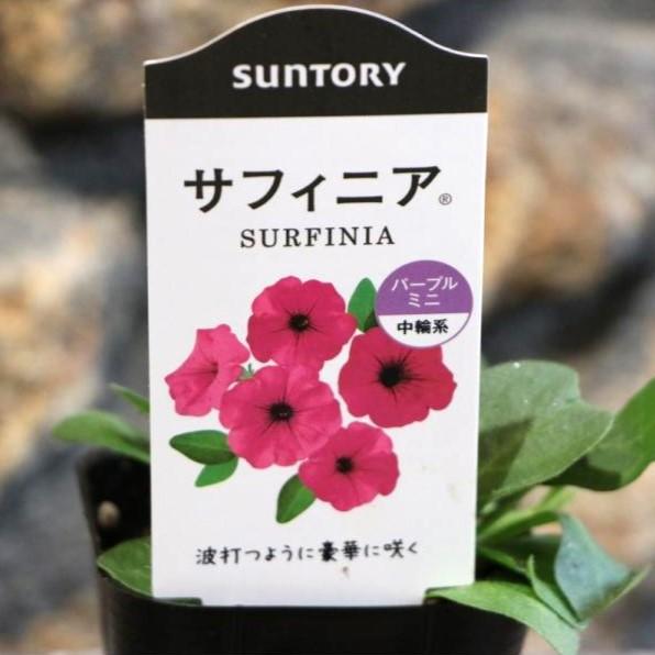 サントリー サフィニア パープルミニ 3号ポット苗 ペチュニア 寄せ植え 花壇 Surfinia9 グリーンプラザ山長 通販 Yahoo ショッピング