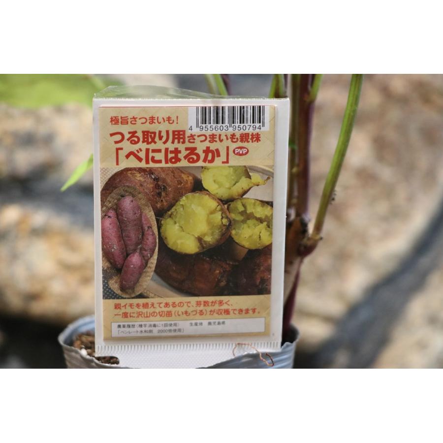 サツマイモ苗 つる取り用親株 紅はるか 3.5号ポット苗 : グリーン