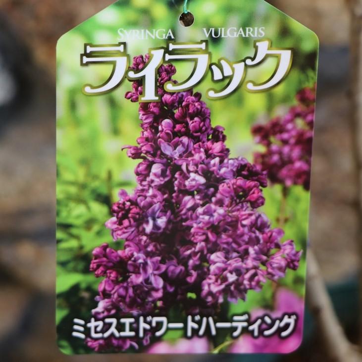 八重咲き ライラック ミセスエドワードハーディング 接木苗 5号鉢 植木
