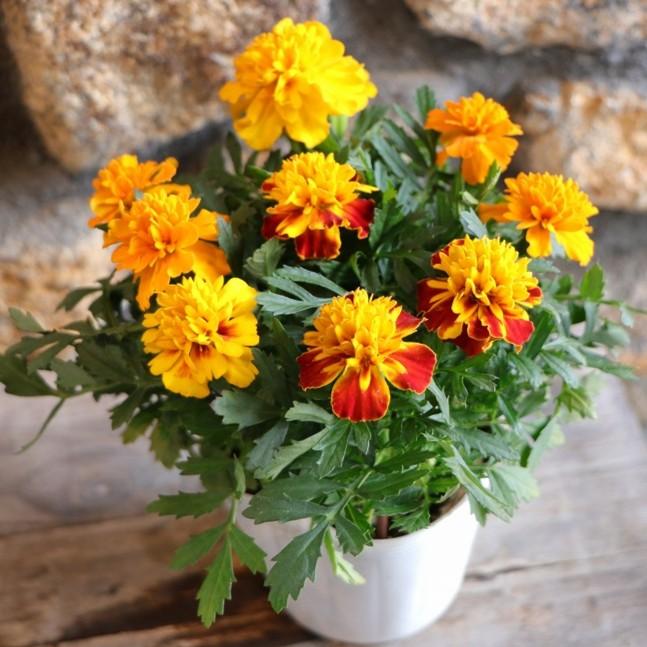 マリーゴールド　花の苗　可愛い・山野草・花壇・彩・観葉植物 マリーゴールド カラフルミックス植え 3.5号ポット苗 フレンチマリー
