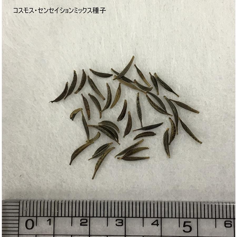 福花園種苗 コスモス 種子 景観用センセイションミックス 1L詰 秋桜 福花園 種子 種 たね 景観 景観用種子 お洒落 おしゃれ 可愛い かわいい 花 初心者の画像
