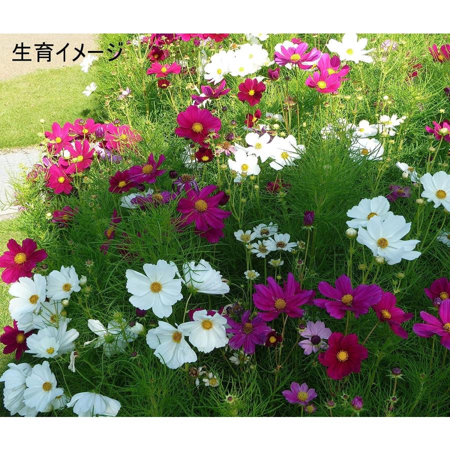 福花園種苗 コスモス 種子 景観用センセイションミックス 1L詰 秋桜 福花園 種子 種 たね 景観 景観用種子 お洒落 おしゃれ 可愛い かわいい 花 初心者の画像