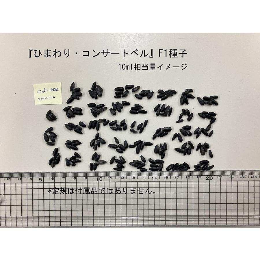 福花園種苗 ひまわり コンサートベル 種子10ml詰 ヒマワリ 向日葵 福