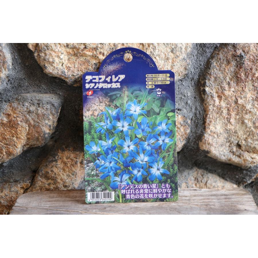 球根】 テコフィレア シアノクロッカス 2球入 寄せ植え 花壇 鉢植え