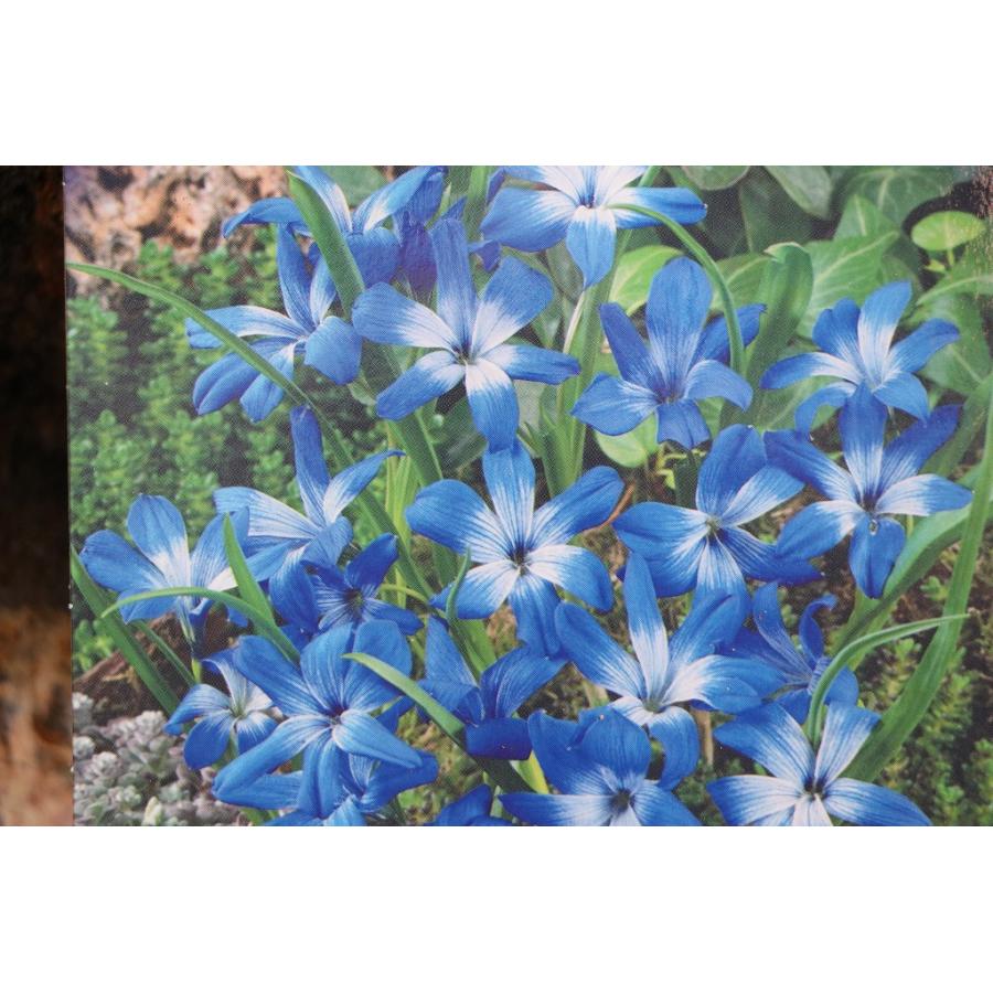 球根】 テコフィレア シアノクロッカス 2球入 寄せ植え 花壇 鉢植え
