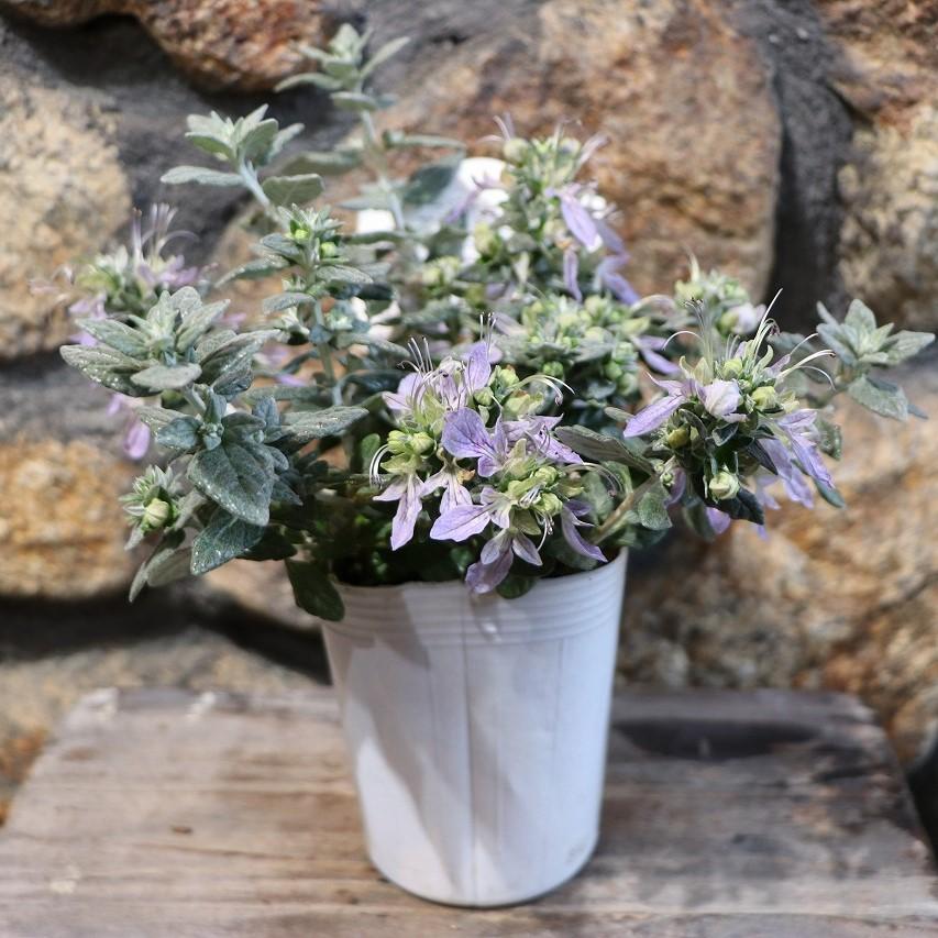 (ᵔᴥᵔ)苗木　常緑　ツリージャーマンダー アイスキューブ♡シルバーリーフ♡ ツリージャーマンダー アイスキューブ 3号ロングポット苗 寄せ