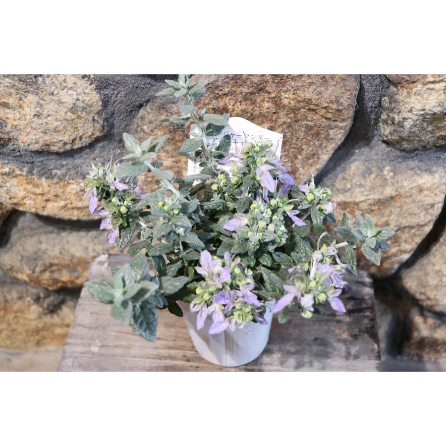 ツリージャーマンダー アイスキューブ 3号ロングポット苗 寄せ植え