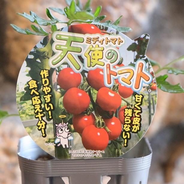 ミディトマト苗 天使のトマト 実生苗 3号ポット苗 トマト ミニトマト