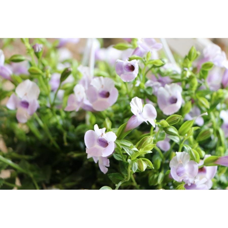 スーパートレニア カタリーナ アイスリバー 5号吊り鉢 トレニア 寄せ植え 花壇 Torenia11 グリーンプラザ山長ヤフーショッピング店 通販 Yahoo ショッピング