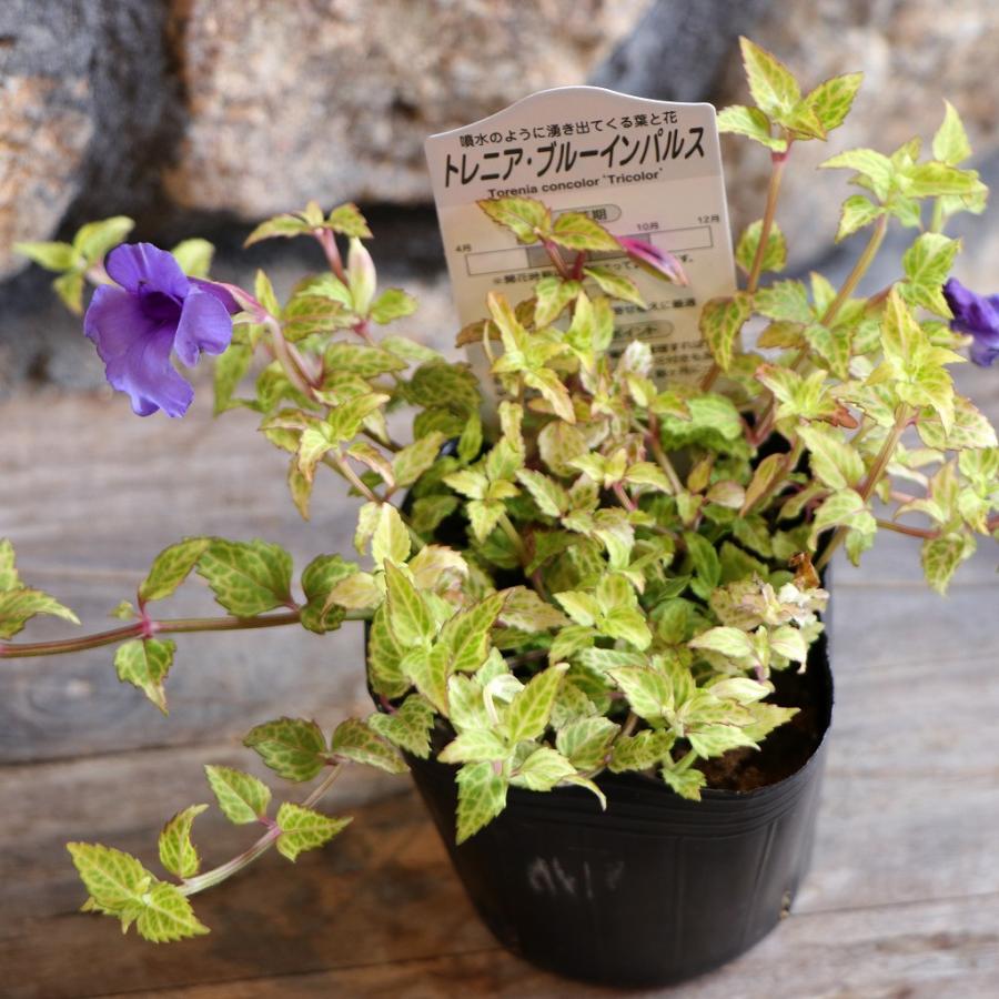 斑入り 宿根トレニア ブルーインパルス 3〜3.5号ポット苗 トレニア