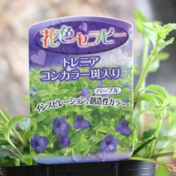 斑入り 宿根トレニア コンカラー パープル 3号ポット苗 トレニア 寄せ植え 花壇 Torenia8 グリーンプラザ山長 通販 Yahoo ショッピング