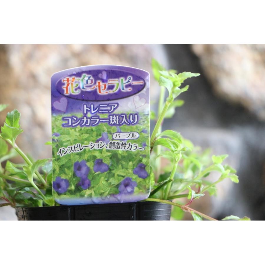 斑入り 宿根トレニア コンカラー パープル 3号ポット苗 トレニア 寄せ植え 花壇 Torenia8 グリーンプラザ山長ヤフーショッピング店 通販 Yahoo ショッピング