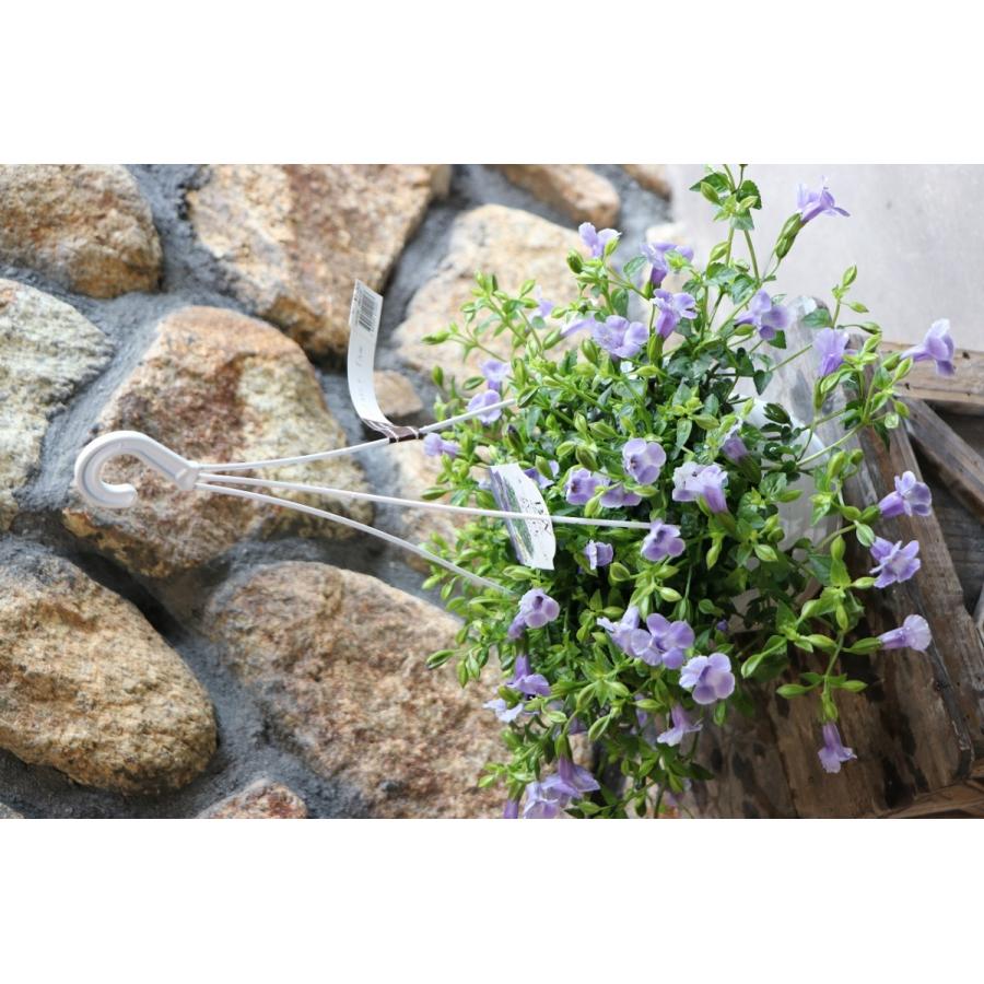 スーパートレニア カタリーナ ブルーリバー 5号吊り鉢 トレニア 寄せ植え 花壇 Torenia9 グリーンプラザ山長 通販 Yahoo ショッピング