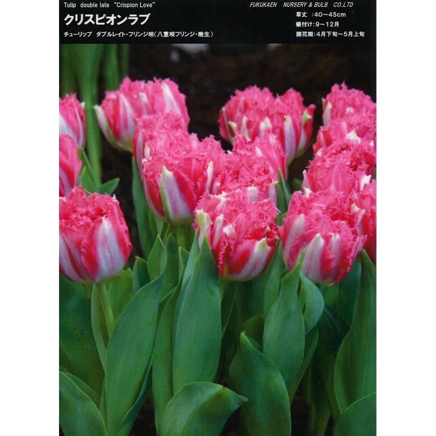 Crispion Sweet チューリップ 5球入 チューリップの苗の商品一覧をみる