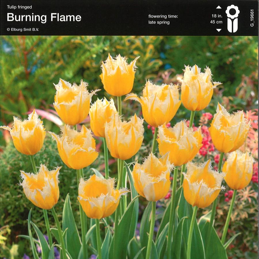 球根・バラ球】 一重咲きチューリップ フリンジ咲き バーニング